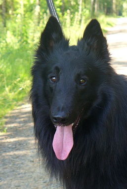 Jatoba Black Rex of Vanessa